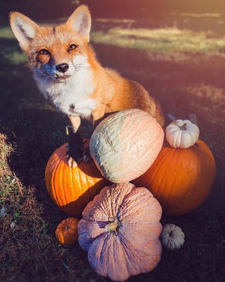 Lithe Fox Little Foxes | Kristi's Morning Devotional